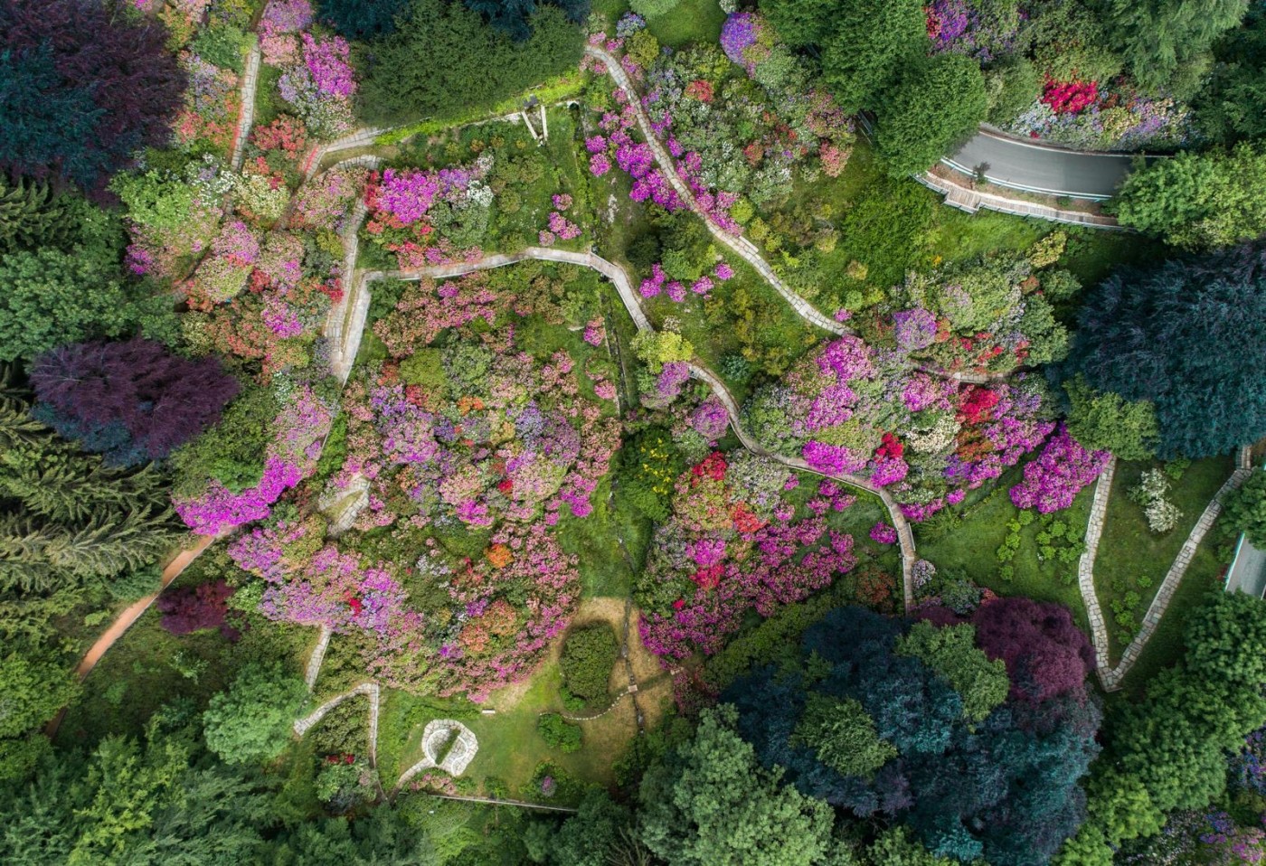 CONCA DEI RODODENDRI IN FIORE