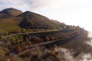 Navetta Foliage
