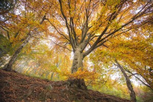 AUTUNNO IN OASI ZEGNA