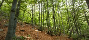 Forest Bathing all’Oasi Zegna
