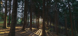 Bocchetto Sessera: interventi forestali in corso