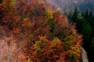 Foliage, vivi lo spettacolo dell'autunno